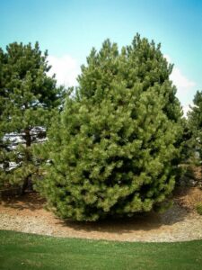 Сосна Чёрная (Pinus Nigra) купить по цене от 270.00р. в интернет-магазине «Посадика» с доставкой почтой в в Королеве и по всей России – [изображение №1].