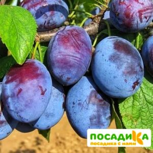 Слива Чачакская ранняя купить по цене от 229.00р. в интернет-магазине «Посадика» с доставкой почтой в в Королеве и по всей России – [изображение №1].