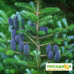 Пихта корейская (Abies koreana) купить по цене от 450.00р. в интернет-магазине «Посадика» с доставкой почтой в в Королеве и по всей России – [изображение №1].