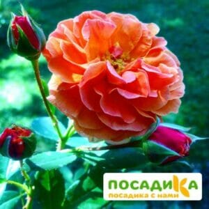 Роза Арабия купить по цене от 350.00р. в интернет-магазине «Посадика» с доставкой почтой в в Королеве и по всей России – [изображение №1].