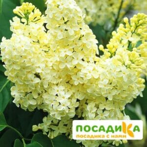 Сирень Примроуз (Primrose) купить по цене от 529.00р. в интернет-магазине «Посадика» с доставкой почтой в в Королеве и по всей России – [изображение №1].