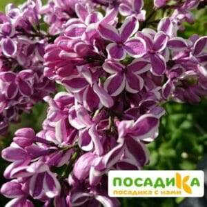 Сирень Сенсация купить по цене от 529.00р. в интернет-магазине «Посадика» с доставкой почтой в в Королеве и по всей России – [изображение №1].