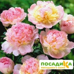 Пион Распберри Сандей (Paeonia Raspberry Sundae) купить по цене от 959р. в интернет-магазине «Посадика» с доставкой почтой в в Королеве и по всей России – [изображение №1].