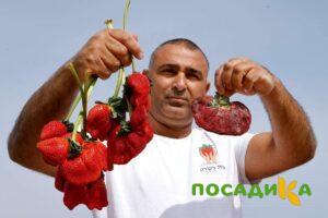 Клубника Гигант Джорнея купить по цене от 266р. в интернет-магазине «Посадика» с доставкой почтой в в Королеве и по всей России – [изображение №1].
