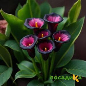 Калла Аура Лейс купить по цене от 400р. в интернет-магазине «Посадика» с доставкой почтой в в Королеве и по всей России – [изображение №1].