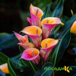 Калла Оникс купить по цене от 450р. в интернет-магазине «Посадика» с доставкой почтой в в Королеве и по всей России – [изображение №1].
