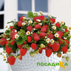 Клубника Рубиновый Шепот (горшечная) купить по цене от 240р. в интернет-магазине «Посадика» с доставкой почтой в в Королеве и по всей России – [изображение №1].