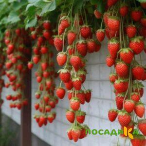 Клубника вьющаяся Комплимент купить по цене от 470р. в интернет-магазине «Посадика» с доставкой почтой в в Королеве и по всей России – [изображение №1].