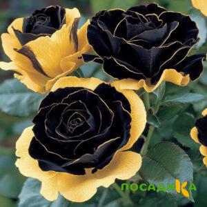 Роза Ханни Сикл купить по цене от 700р. в интернет-магазине «Посадика» с доставкой почтой в в Королеве и по всей России – [изображение №1].