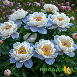Пион акварельный Этюд купить по цене от 806р. в интернет-магазине «Посадика» с доставкой почтой в в Королеве и по всей России – [изображение №1].