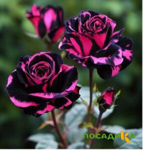Роза Багровый Шепот купить по цене от 366р. в интернет-магазине «Посадика» с доставкой почтой в в Королеве и по всей России – [изображение №1].