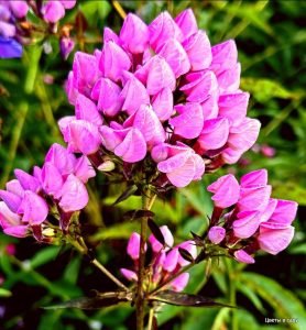 Флокс Бутоник купить по цене от 461р. в интернет-магазине «Посадика» с доставкой почтой в в Королеве и по всей России – [изображение №1].